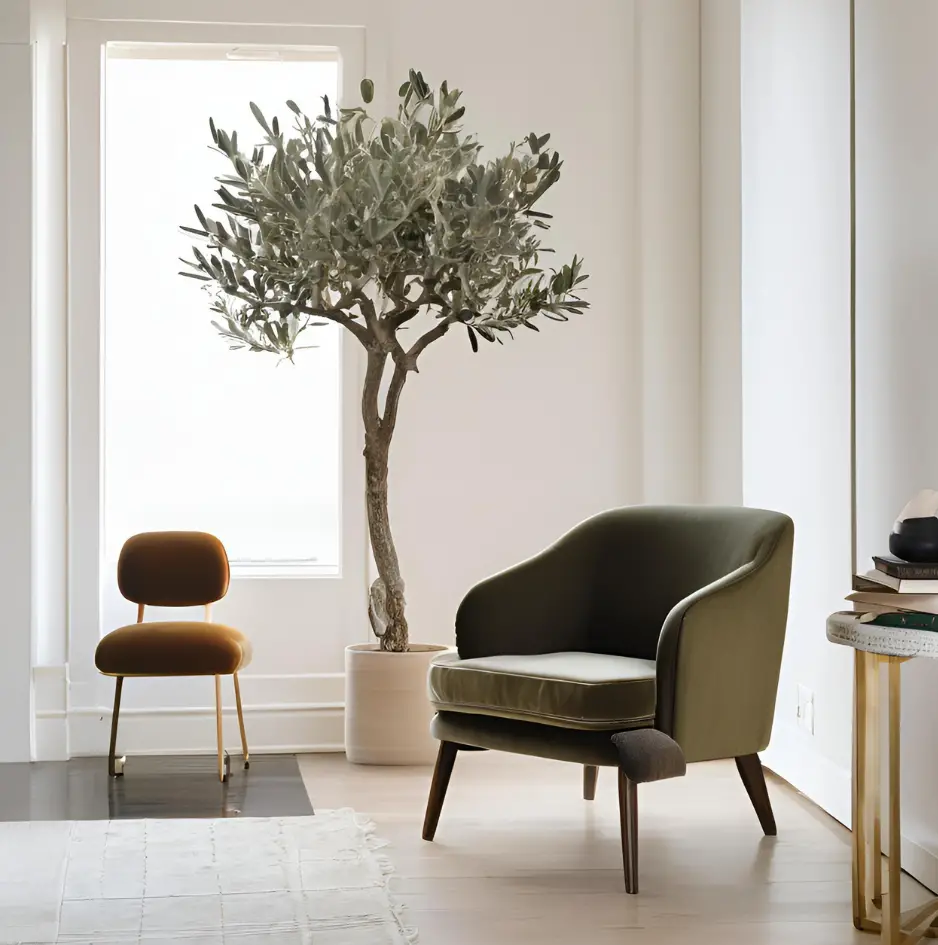 Indoor olive tree in a small pot next to a velvet chair