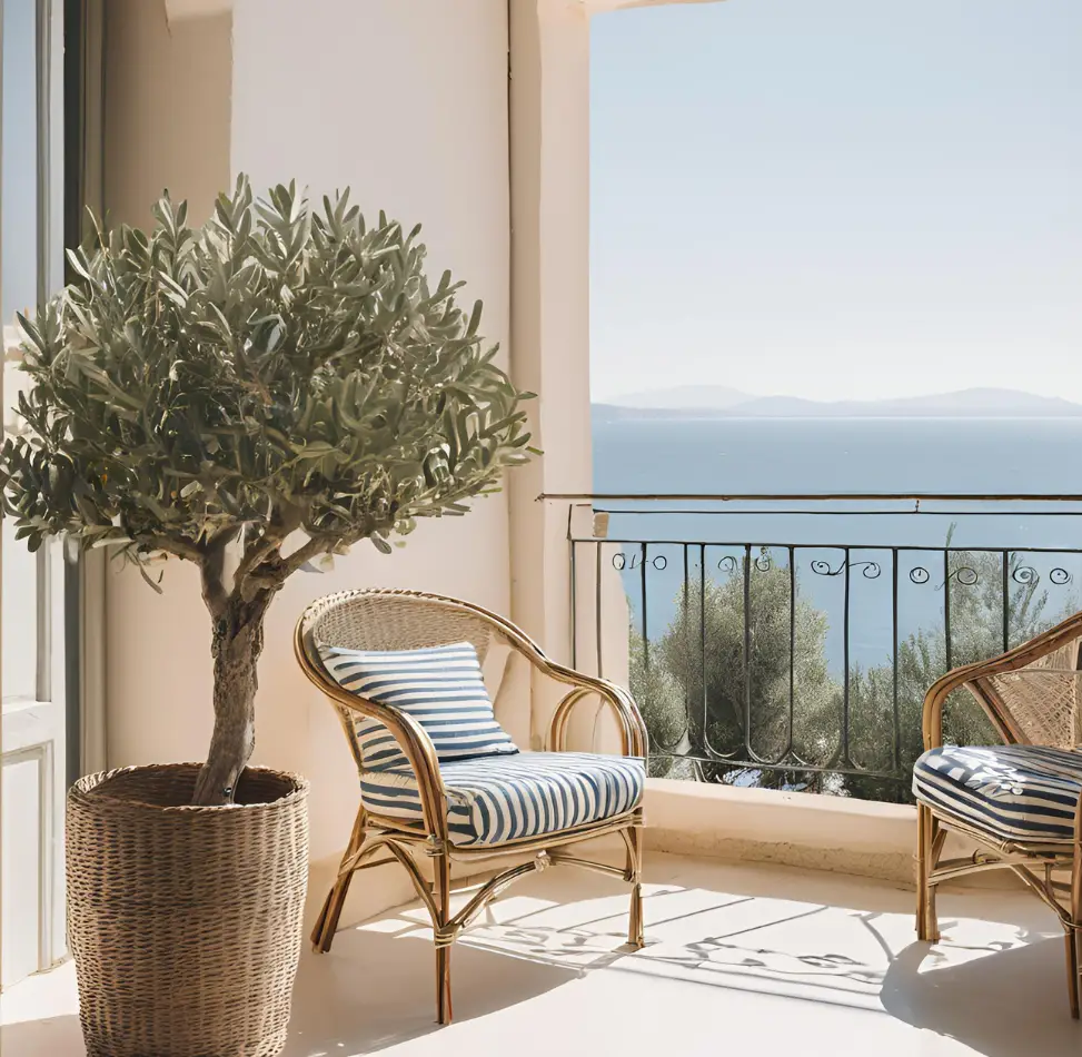 olive tree on a French Riviera Balcony