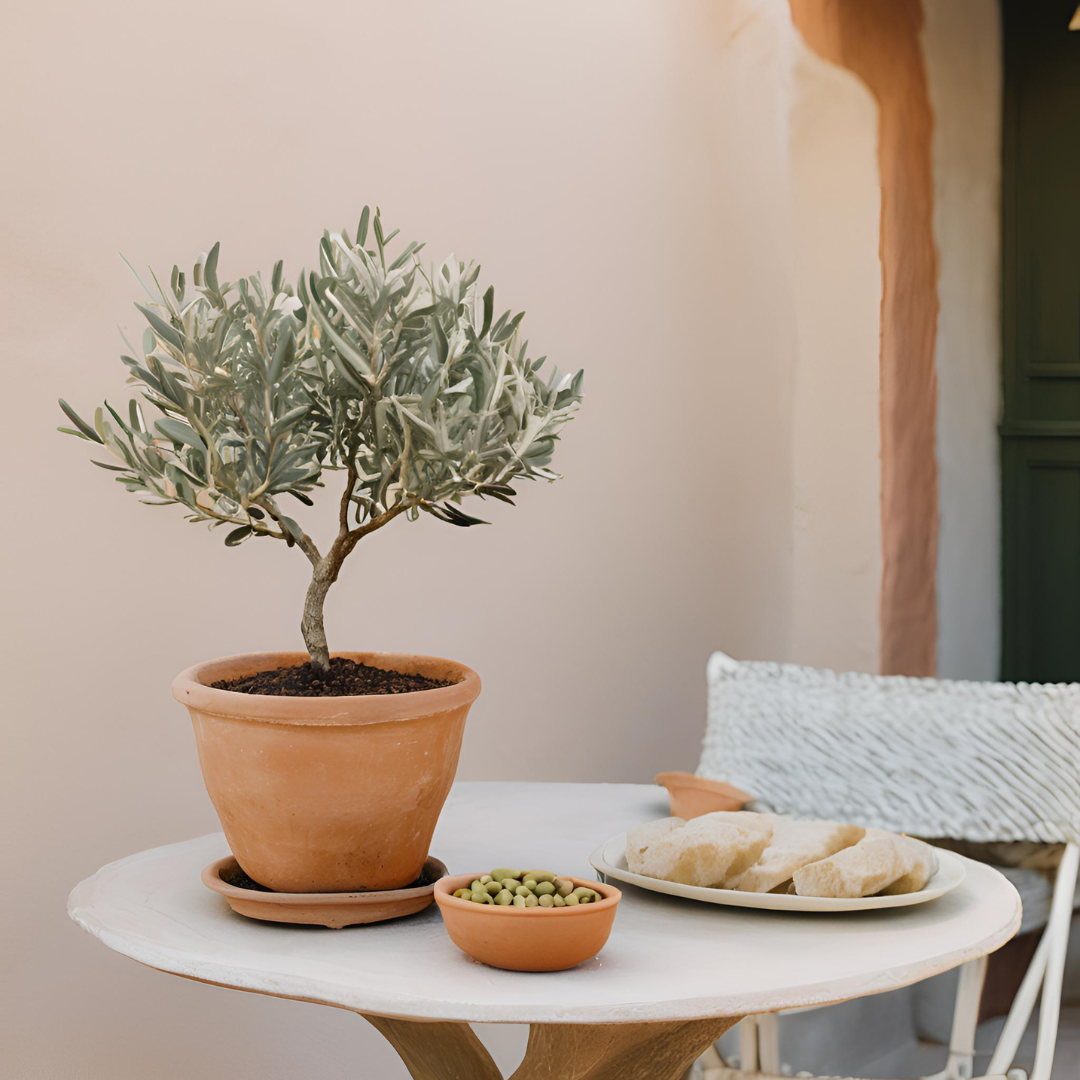 Miniature Olive Tree in a mediterranean Patio