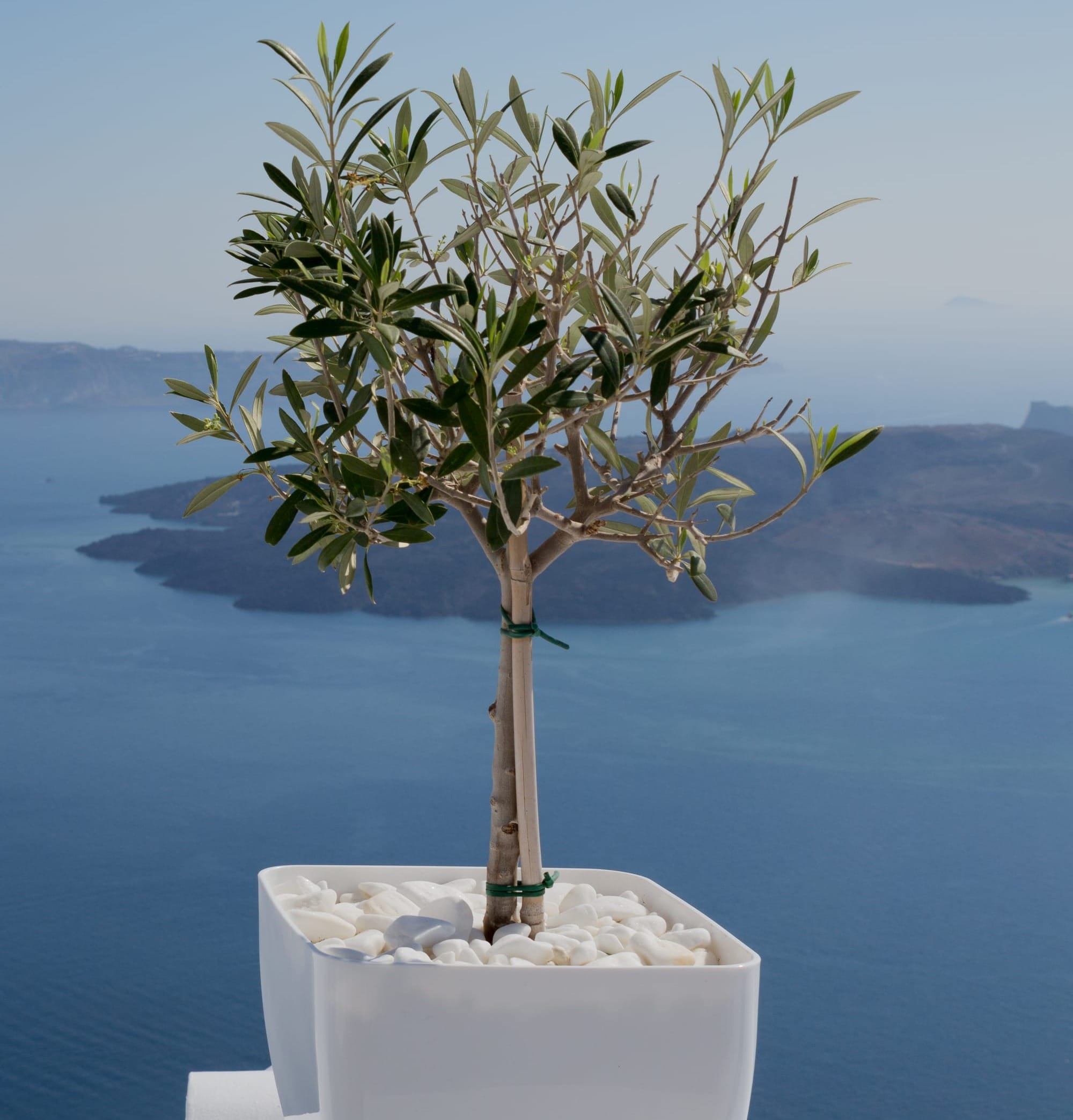 Young olive tree on a balcony overseeing the sea