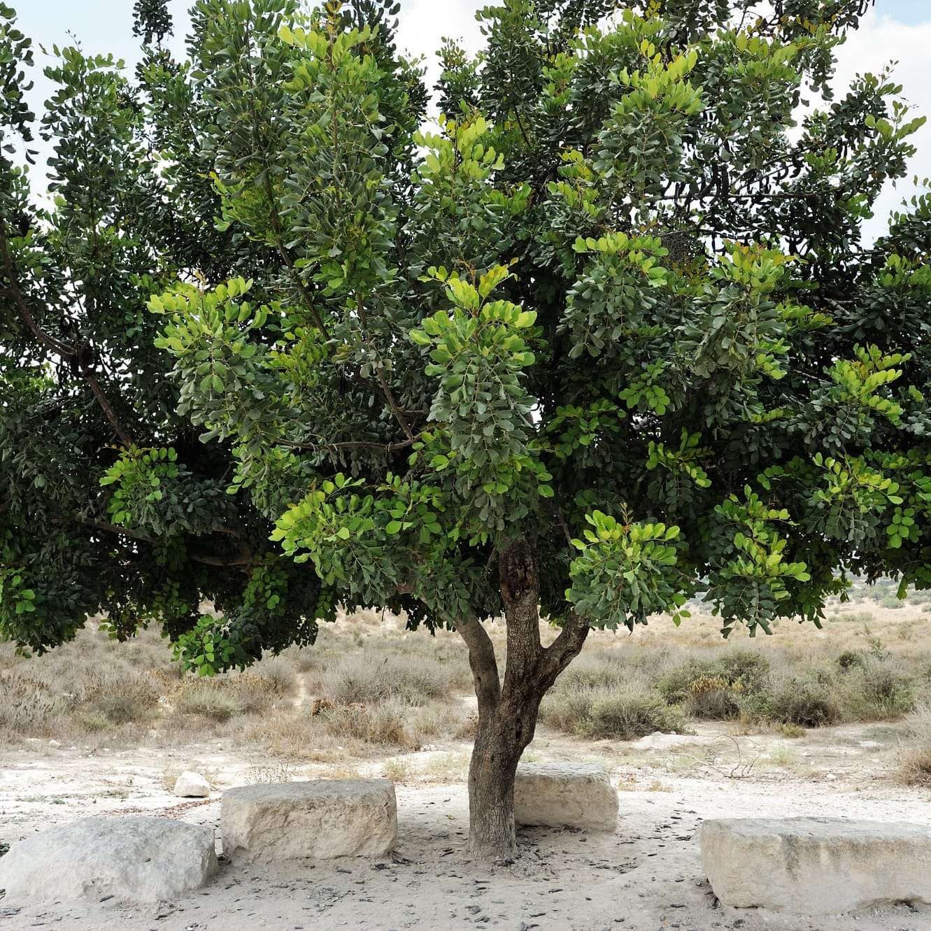 Carob Tree in mediterranean dry landscape