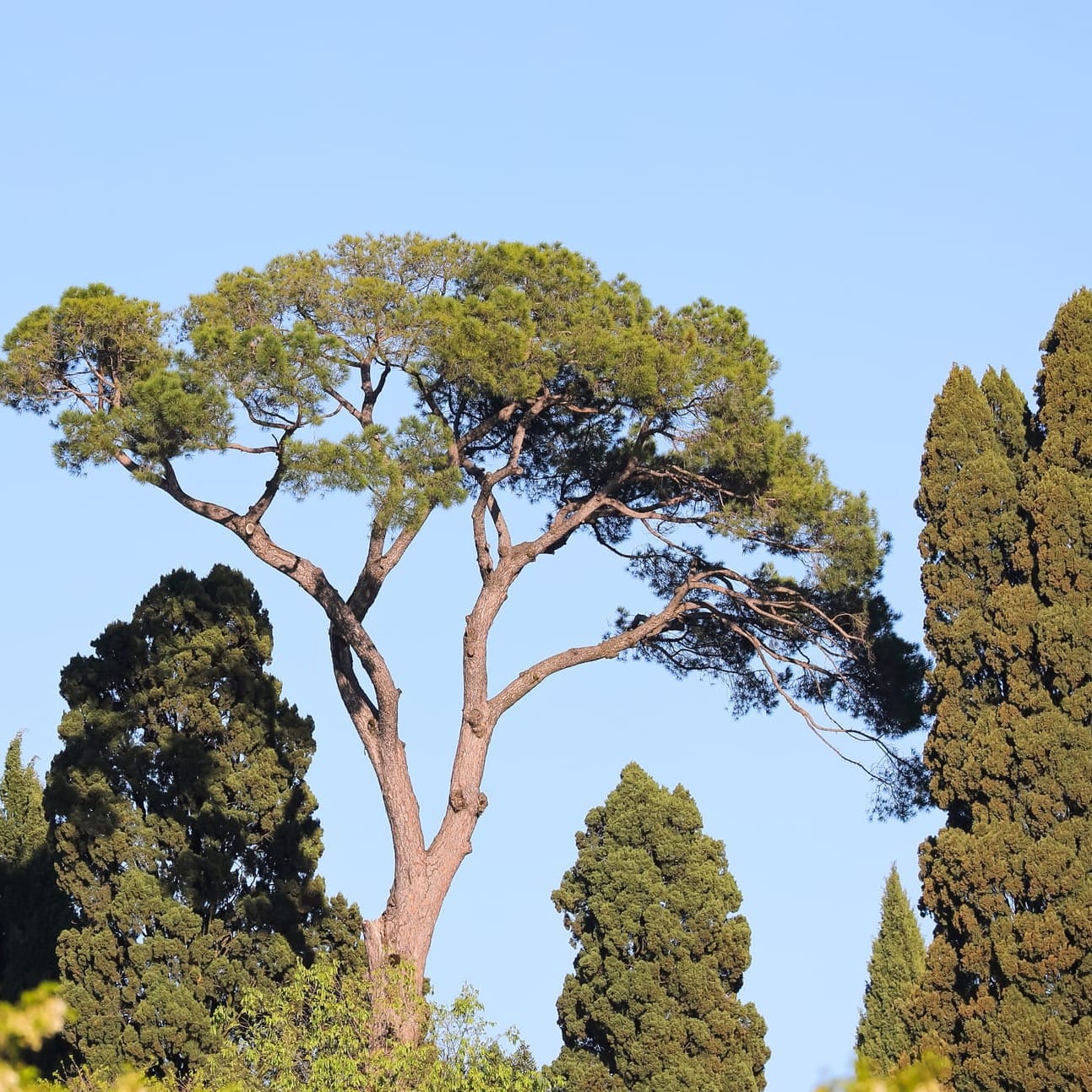 Stone Pine in Mediterranean Garden