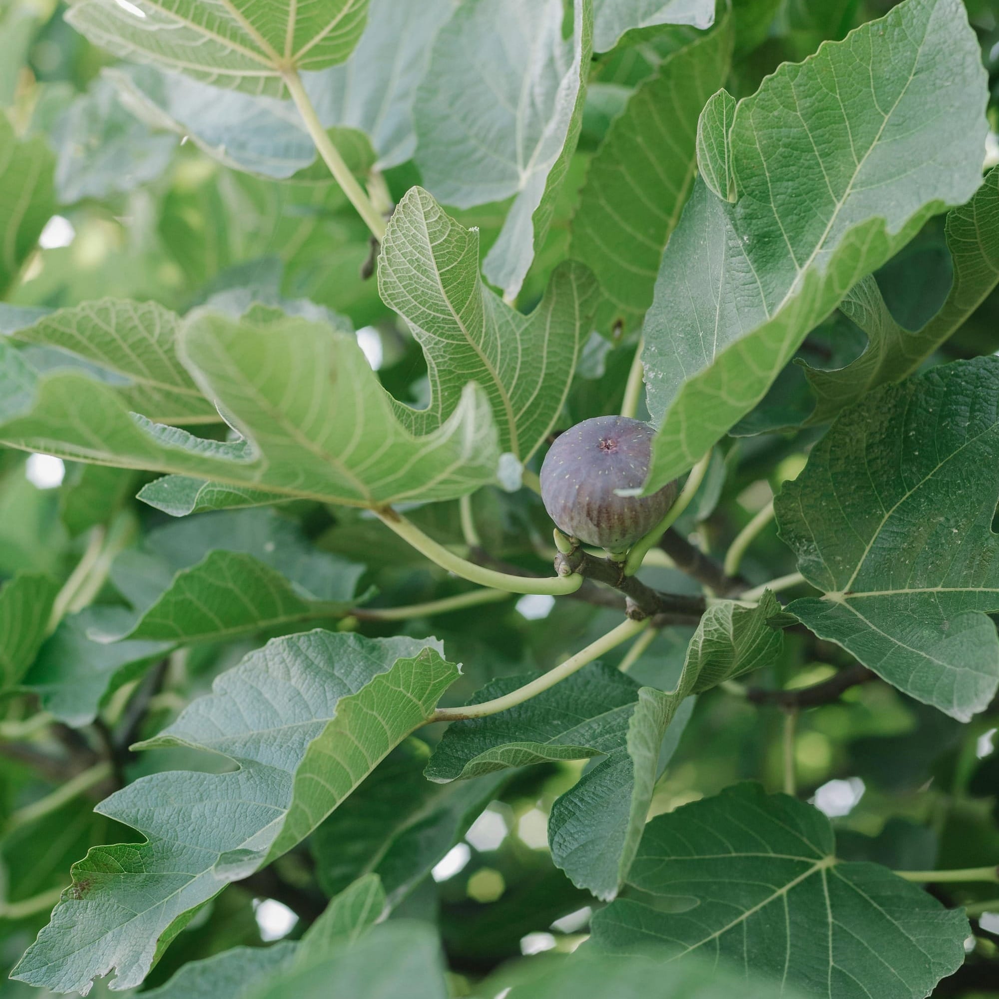 Close up of a fig tree