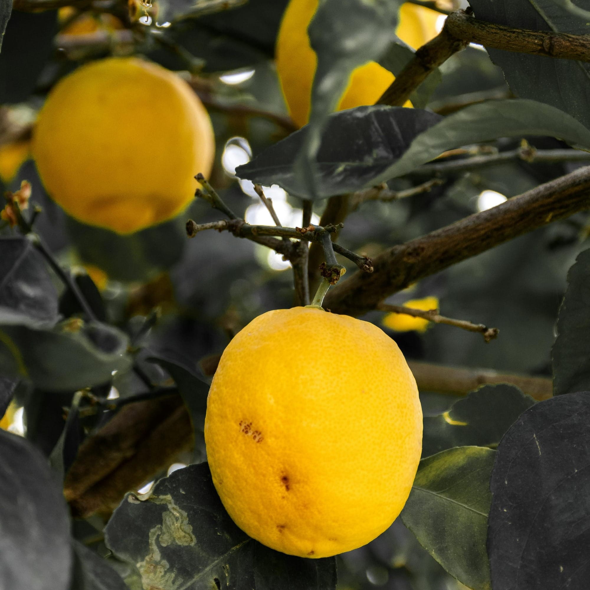 Lemons hanging from a lemon tree