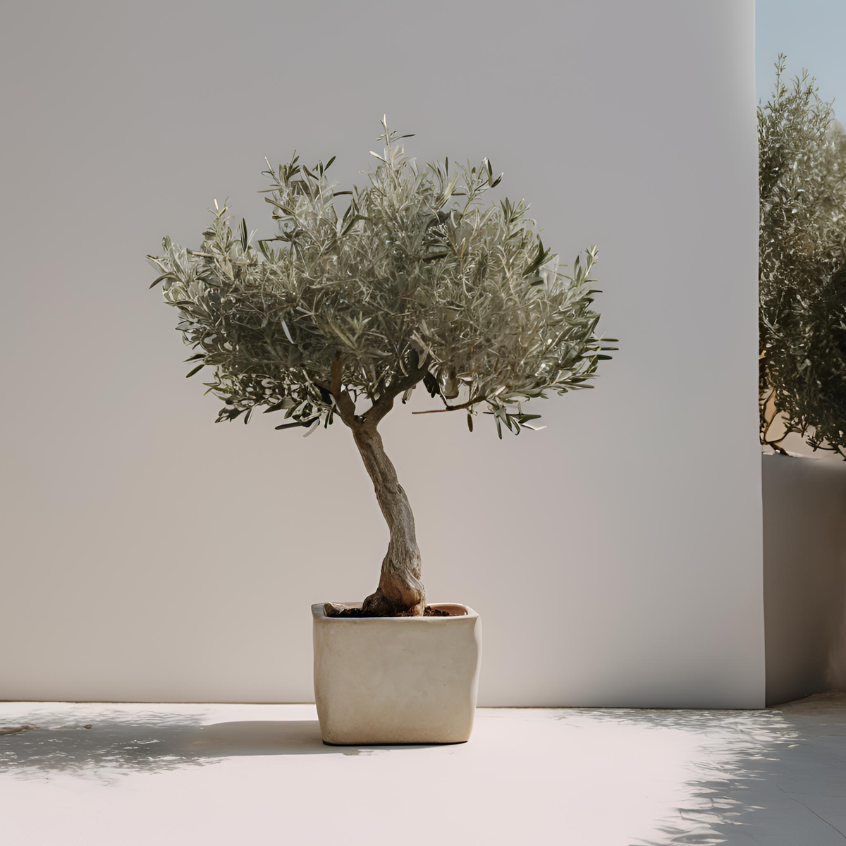 The Olive Tree: How to Grow It Indoors or Outdoors