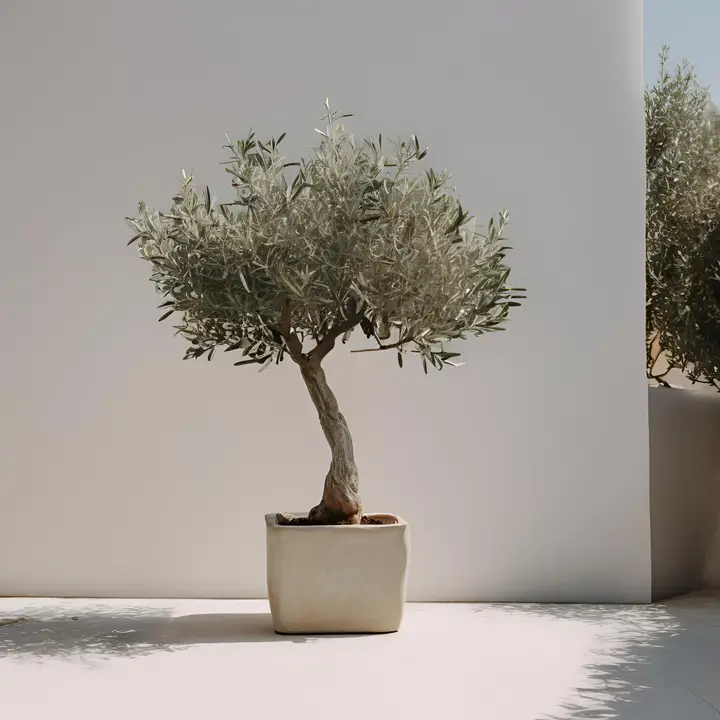 Olive tree in terracotta pot in sunny mediterranean yourtyard