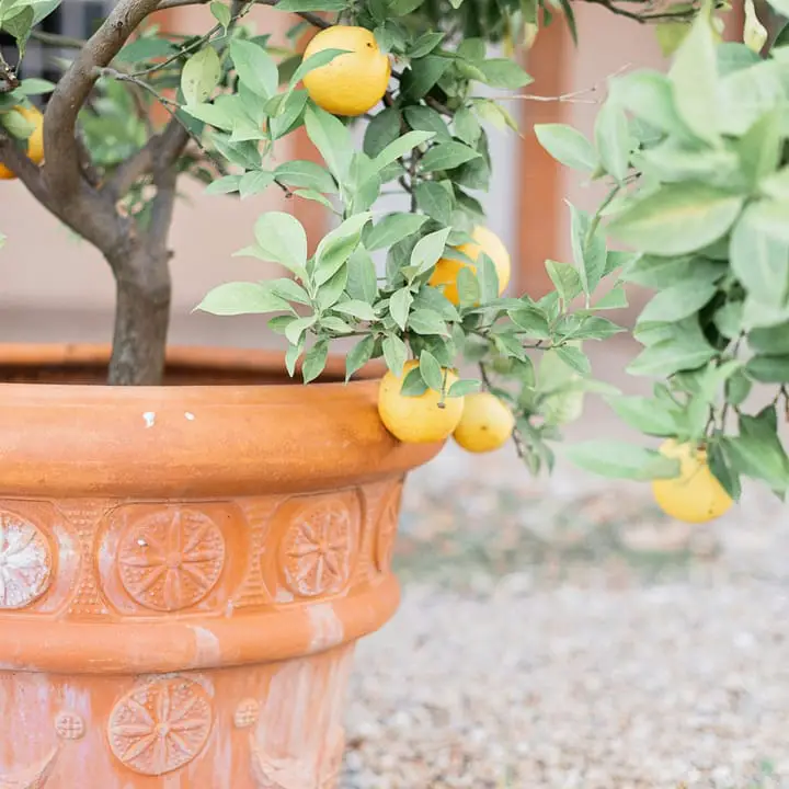 Lemon Tree in a terracotta pot in a mediterranean court yard